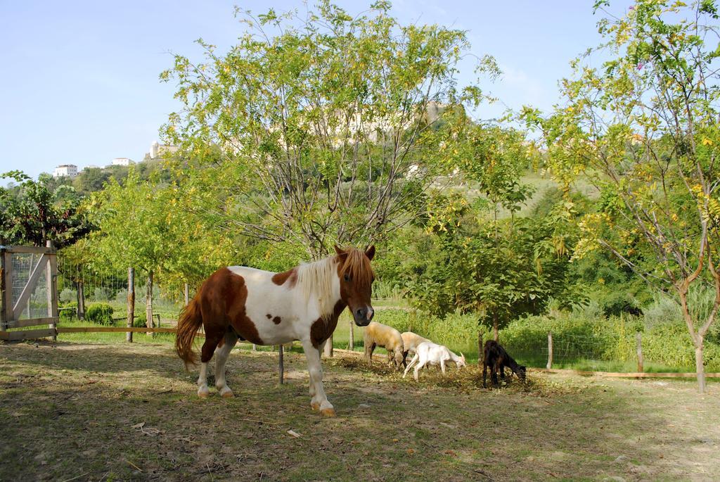 Agriturismo L'Arca Di Anna Brambilla Бельведере-Мариттимо Экстерьер фото